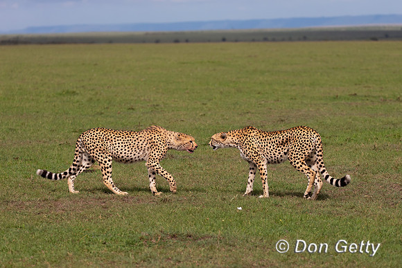 Cheetah