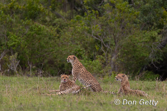 Cheetah