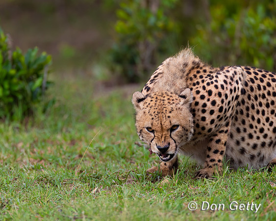 Cheetah