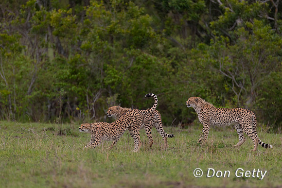 Cheetah