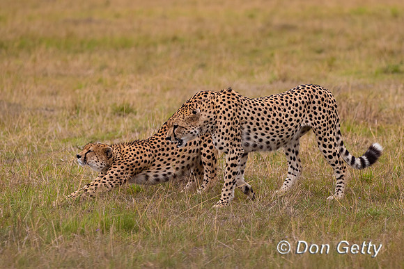 Cheetah