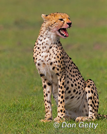 Cheetah