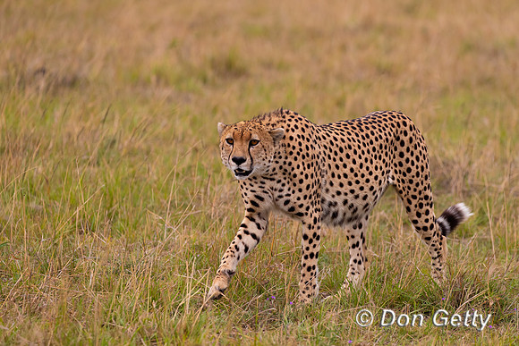 Cheetah