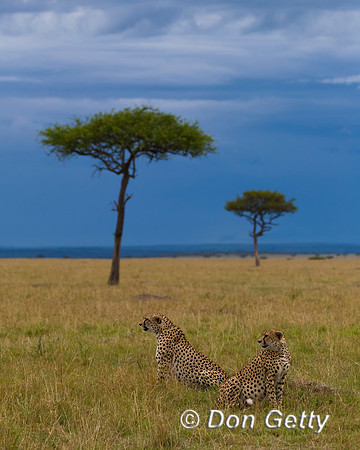 Cheetah