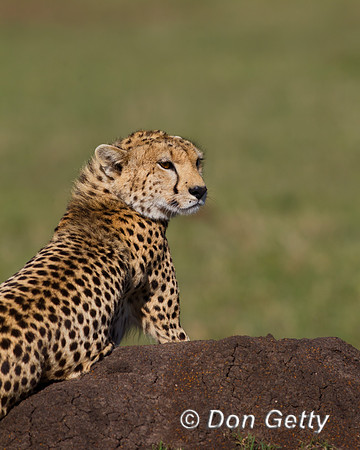 Cheetah