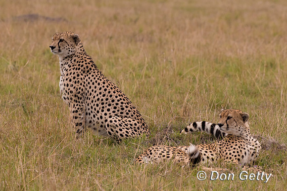 Cheetah
