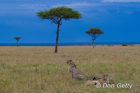 Cheetah
