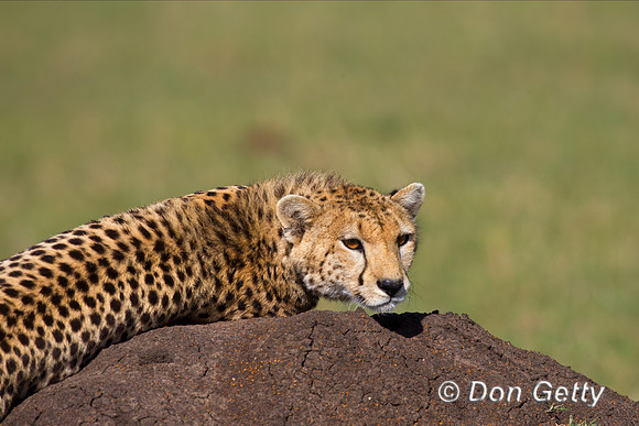 Cheetah