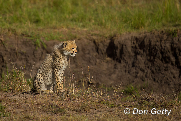 Cheetah
