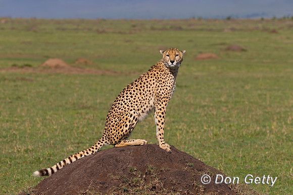 Cheetah