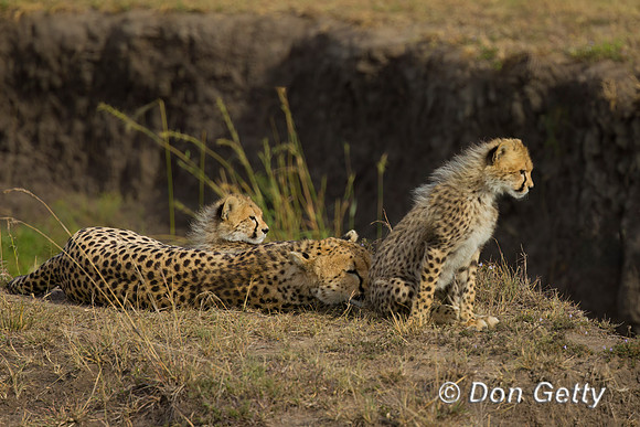 Cheetah