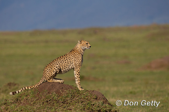 Cheetah