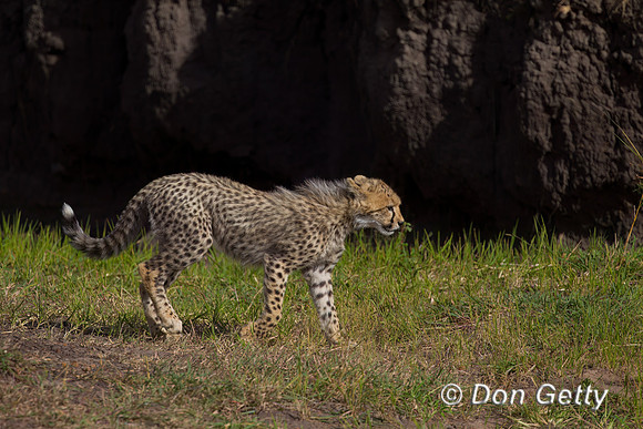 Cheetah