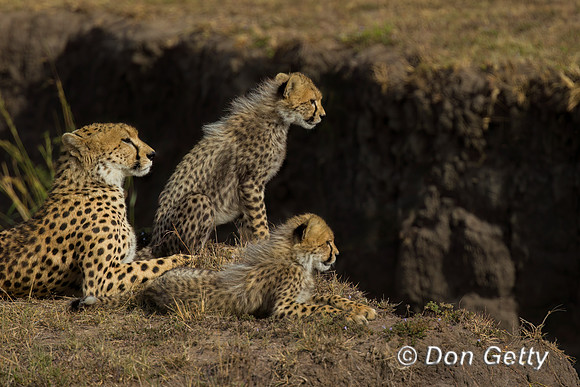 Cheetah