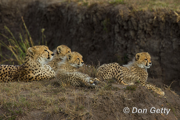 Cheetah