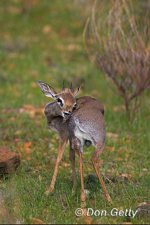 Kirk's Dik-dik