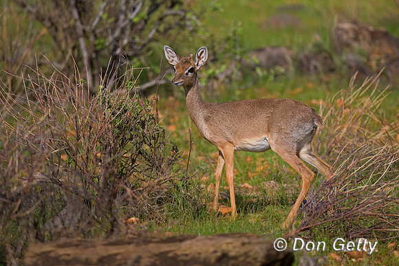 Kirk's Dik-dik