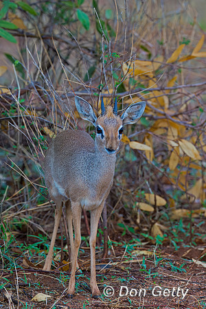 Kirk's Dik-dik