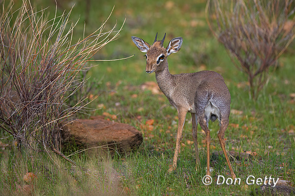 Kirk's Dik-dik