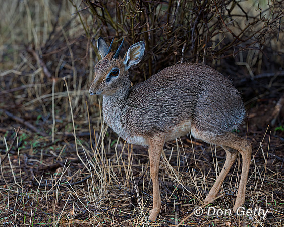 Kirk's Dik-dik