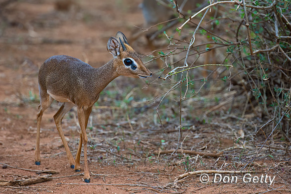 Kirk's Dik-dik