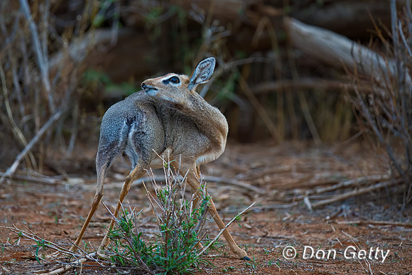 Kirk's Dik-dik