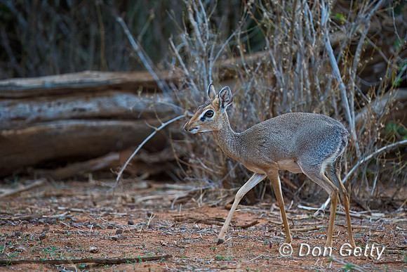 Kirk's Dik-dik