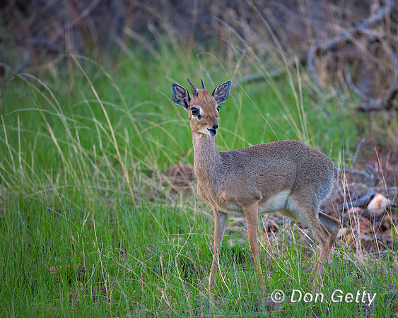 Kirk's Dik-dik