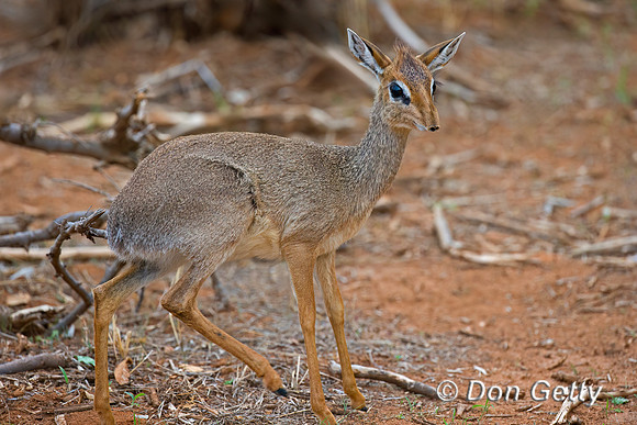 Kirk's Dik-dik