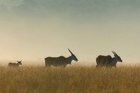 Eland
