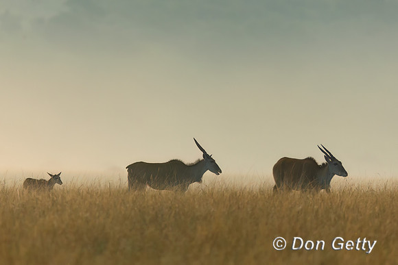 Eland