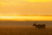 Eland