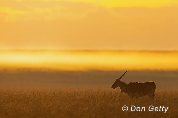 Eland