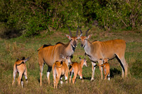 Eland