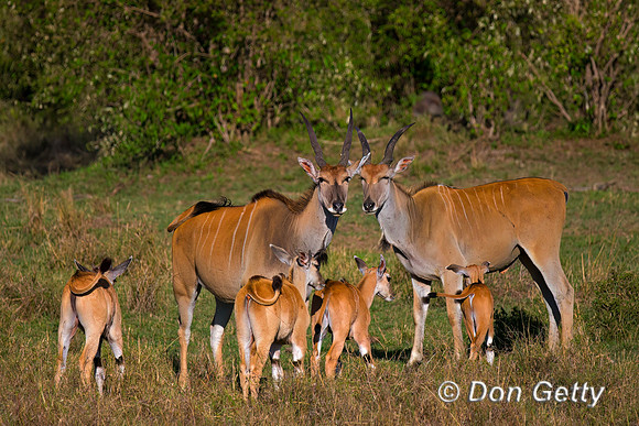 Eland
