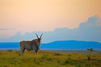 Eland