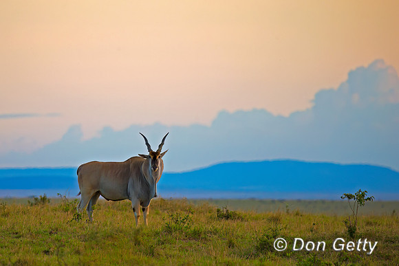 Eland