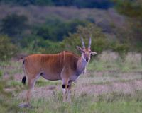 Eland