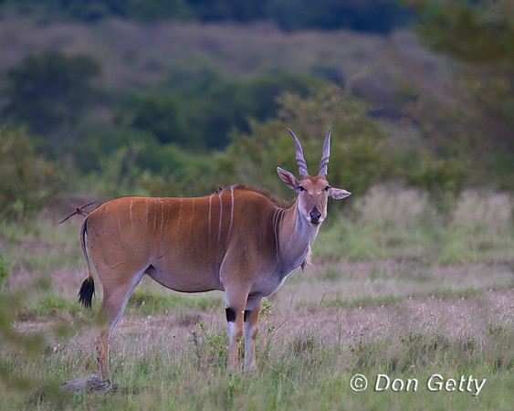Eland