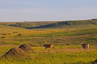 Eland
