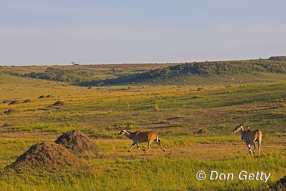 Eland
