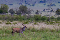 Eland
