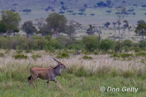 Eland
