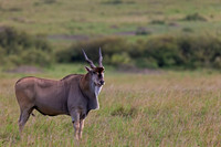 Eland