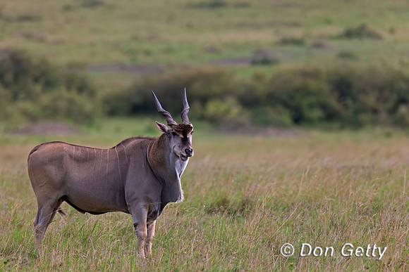 Eland