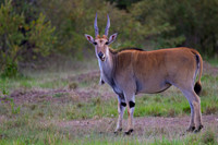 Eland