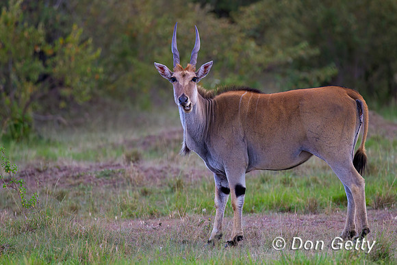 Eland