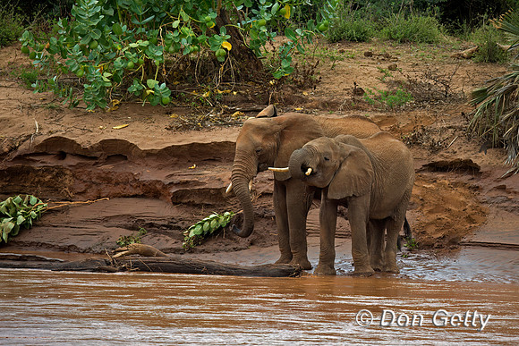 Elephant