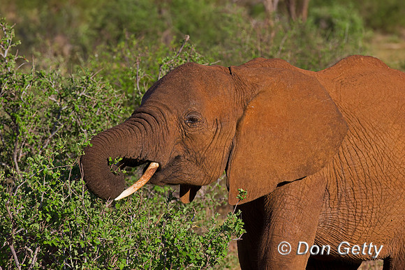 Elephant