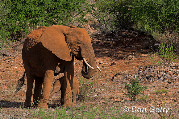 Elephant